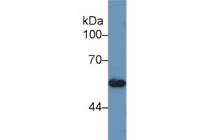 Western Blot; Sample: Human Hela cell lysate; Primary Ab: 1µg/ml Rabbit Anti-Mouse BMP5 Antibody Second Ab: 0. (BMP5 antibody  (AA 315-452))