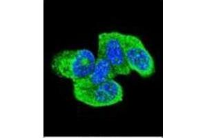Confocal immunofluorescent analysis of HRAS Antibody (C-term) Cat. (HRAS antibody  (C-Term))