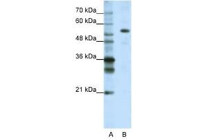FLJ12529 antibody used at 1. (CPSF7 antibody  (C-Term))