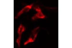 ABIN6277603 staining  MCF7 cells by IF/ICC. (PEX19 antibody  (Internal Region))