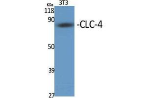 Western Blot (WB) analysis of specific cells using CLC-4 Polyclonal Antibody. (CLCN4 antibody  (Internal Region))
