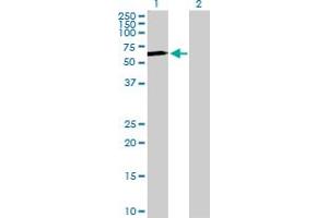 Western Blot analysis of S1PR1 expression in transfected 293T cell line by S1PR1 MaxPab polyclonal antibody. (S1PR1 antibody  (AA 1-382))