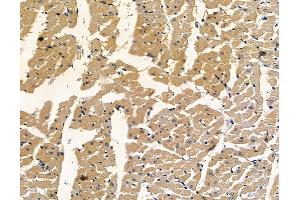 anti-Nudix (Nucleoside Diphosphate Linked Moiety X)-Type Motif 18 (NUDT18) antibody