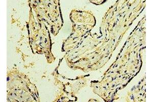 Immunohistochemistry of paraffin-embedded human placenta tissue using ABIN7173394 at dilution of 1:100