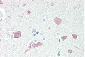 ABIN185373 (5µg/ml) staining of paraffin embedded Human Cortex. (Neuroserpin antibody  (C-Term))