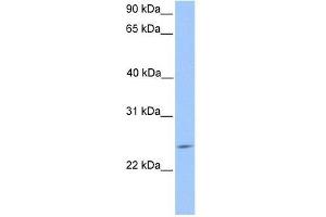 PTTG2 antibody used at 0. (PTTG2 antibody  (Middle Region))