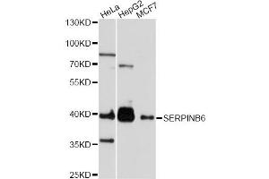 Western blot analysis of extracts of various cell lines, using SERPINB6 antibody.