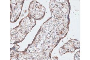 Immunohistochemistry of paraffin-embedded Human placenta using LMO4 Polyclonal Antibody at dilution of 1:100 (40x lens).