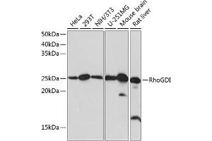 Western blot analysis of extracts of various cell lines, using RhoGDI Rabbit mAb (ABIN7269962) at 1:1000 dilution. (ARHGDIA antibody)