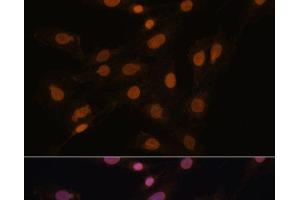 Immunofluorescence analysis of C6 cells using CBX3 Polyclonal Antibody at dilution of 1:100. (CBX3 antibody)