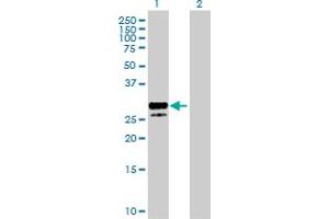 Western Blot analysis of KITLG expression in transfected 293T cell line by KITLG MaxPab polyclonal antibody.