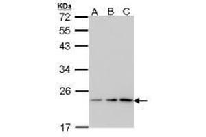 Image no. 1 for anti-Prostaglandin E Synthase 3 (Cytosolic) (PTGES3) (AA 1-130) antibody (ABIN467446) (PTGES3 antibody  (AA 1-130))