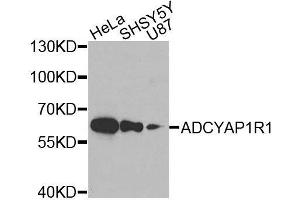 Western blot analysis of extracts of various cell lines, using ADCYAP1R1 antibody. (ADCYAP1R1 antibody)