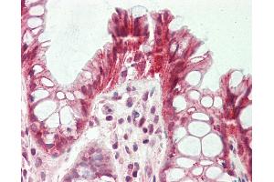 Anti-FST / Follistatin antibody IHC staining of human colon. (Follistatin antibody  (AA 312-340))