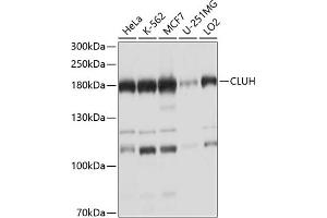 Western blot analysis of extracts of various cell lines, using CLUH antibody  at 1:1000 dilution.