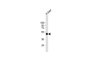 Anti-SPHK1 Antibody (Center) at 1:2000 dilution + human liver lysate Lysates/proteins at 20 μg per lane.
