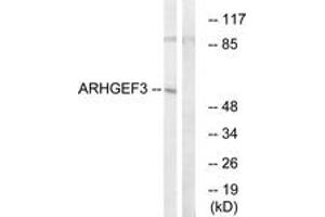 Western blot analysis of extracts from COLO cells, using ARHGEF3 Antibody.