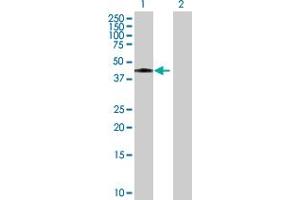 Western Blot analysis of ICAM2 expression in transfected 293T cell line by ICAM2 MaxPab polyclonal antibody. (ICAM2 antibody  (AA 1-275))