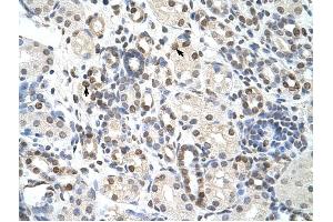 NXF3 antibody was used for immunohistochemistry at a concentration of 4-8 ug/ml to stain Epithelial cells of renal tubule (arrows) in Human Kidney.