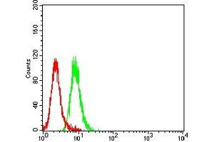 Flow cytometric analysis of Jurkat cells using ZAP70 mouse mAb (green) and negative control (red). (ZAP70 antibody  (AA 169-390))