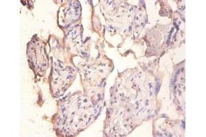 Immunohistochemistry of paraffin-embedded human placenta tissue using ABIN7151103 at dilution of 1:100 (PPP1R11 antibody  (AA 1-126))