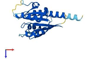 AlphaFold protein structure predicition of Mouse Recombinant Ift22 Protein, UniprotID Q9DAI2 (RABL5 Protein (AA 1-185) (His tag))