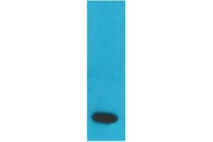 Western Blot (WB) analysis of Recombinant Human TNF a Protein with TNF alpha Mouse Monoclonal Antibody at 1:2000.