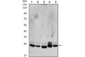 Western Blotting (WB) image for anti-Chromobox Homolog 1 (CBX1) antibody (ABIN1845962) (CBX1 antibody)