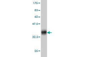 Western Blot detection against Immunogen (36. (KIT antibody  (AA 41-140))