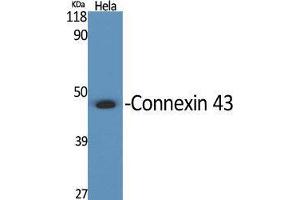 Western Blot (WB) analysis of specific cells using Connexin 43 Polyclonal Antibody. (Connexin 43/GJA1 antibody  (C-Term))