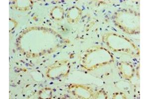 Immunohistochemistry of paraffin-embedded human kidney tissue using ABIN7160933 at dilution of 1:100 (NDUFB7 antibody  (AA 2-137))