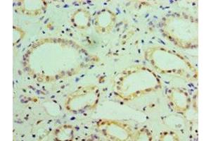 Immunohistochemistry of paraffin-embedded human kidney tissue using ABIN7160933 at dilution of 1:100