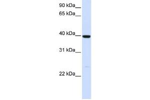 Western Blotting (WB) image for anti-Alcohol Dehydrogenase 1A (Class I), alpha Polypeptide (ADH1A) antibody (ABIN2458608) (ADH1A antibody)
