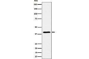Western blot analysis of ADH4 expression in human liver cell lysate.