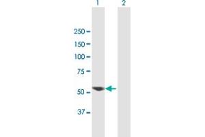 Western Blot analysis of VRK2 expression in transfected 293T cell line by VRK2 MaxPab polyclonal antibody.