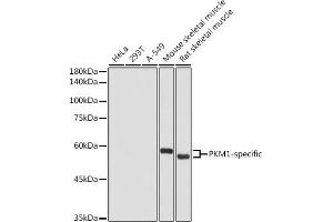 Western blot analysis of extracts of various cell lines, using PKM1-specific antibody (ABIN7269383) at 1:1000 dilution. (PKM1-Specific antibody)