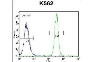eNos Antibody  (ABIN655773 and ABIN2845211) flow cytometric analysis of K562 cells (right histogram) compared to a negative control cell (left histogram). (ENOS antibody  (AA 1156-1183))