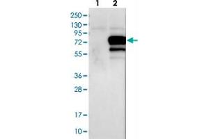 Western blot analysis of Lane 1: Negative control (vector only transfected HEK293T lysate), Lane 2: Over-expression Lysate (Co-expressed with a C-terminal myc-DDK tag (~3. (GRHL1 antibody)