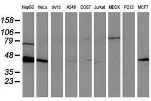 Image no. 3 for anti-ADP-Ribosylation Factor GTPase Activating Protein 1 (ARFGAP1) antibody (ABIN1496680) (ARFGAP1 antibody)