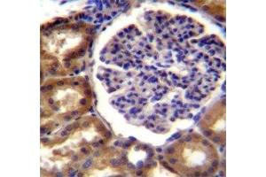 Alkaline Phosphatase antibody immunohistochemistry analysis in formalin fixed and paraffin embedded human kidney tissue. (ALPL antibody  (AA 217-246))
