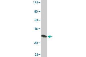 Western Blot detection against Immunogen (36. (TFAP4 antibody  (AA 93-192))
