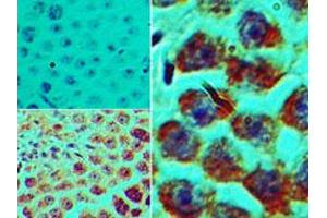 Image no. 1 for anti-Spermatogenic Leucine Zipper 1 (SPZ1) (AA 40-90) antibody (ABIN960358) (SPZ1 antibody  (AA 40-90))