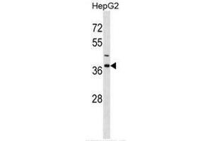 IGBP1 Antibody (Center) western blot analysis in HepG2 cell line lysates (35µg/lane). (IGBP1 antibody  (Middle Region))