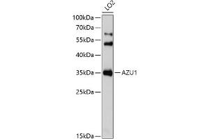 Western blot analysis of extracts of LO2 cells, using  Antibody (ABIN6129211, ABIN6137391, ABIN6137393 and ABIN6221731) at 1:1000 dilution. (Azurocidin antibody  (AA 27-251))