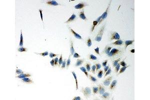 ICC testing of NOX5 antibody and HeLa cells (NOX5 antibody  (C-Term))