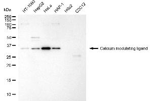 Western blotting analysis using calcium modulating ligand antibody (ABIN7797829).