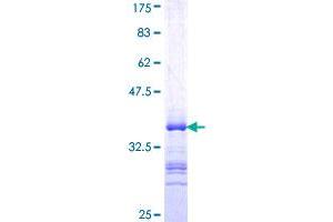 Image no. 1 for Myeloid Zinc Finger 1 (MZF1) (AA 419-518) protein (GST tag) (ABIN1311882)