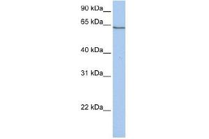 PCDHA4 antibody used at 1 ug/ml to detect target protein. (PCDHA4 antibody  (C-Term))