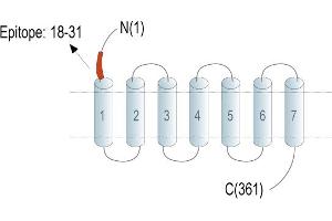 Representative domain view of the target of ABIN7582034.