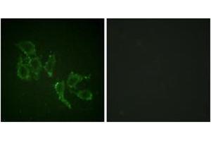 Immunofluorescence analysis of HepG2 cells, using A-RAF (Phospho-Tyr302) Antibody. (ARAF antibody  (pTyr302))
